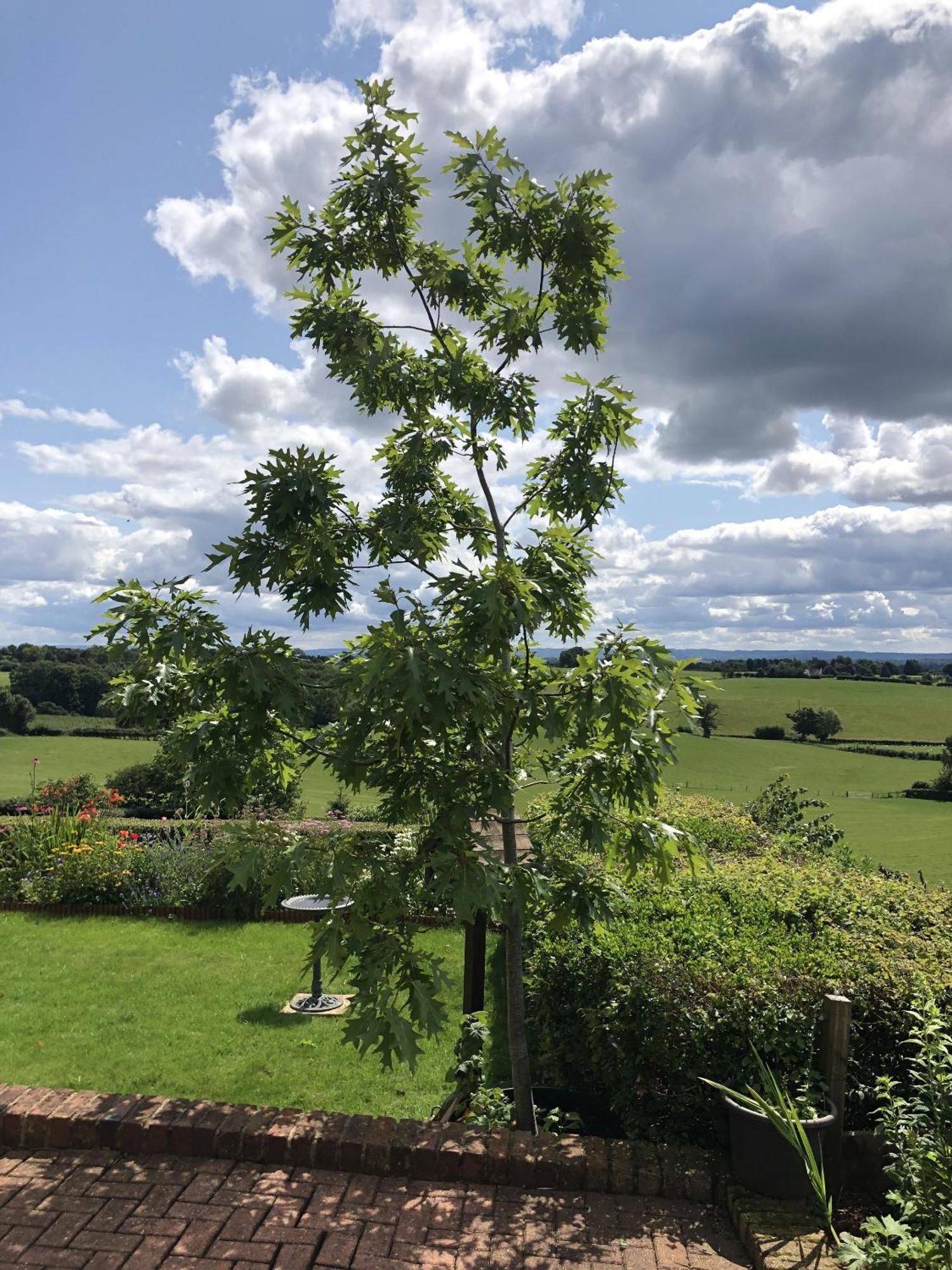 Betula Views Studio Newent Bagian luar foto